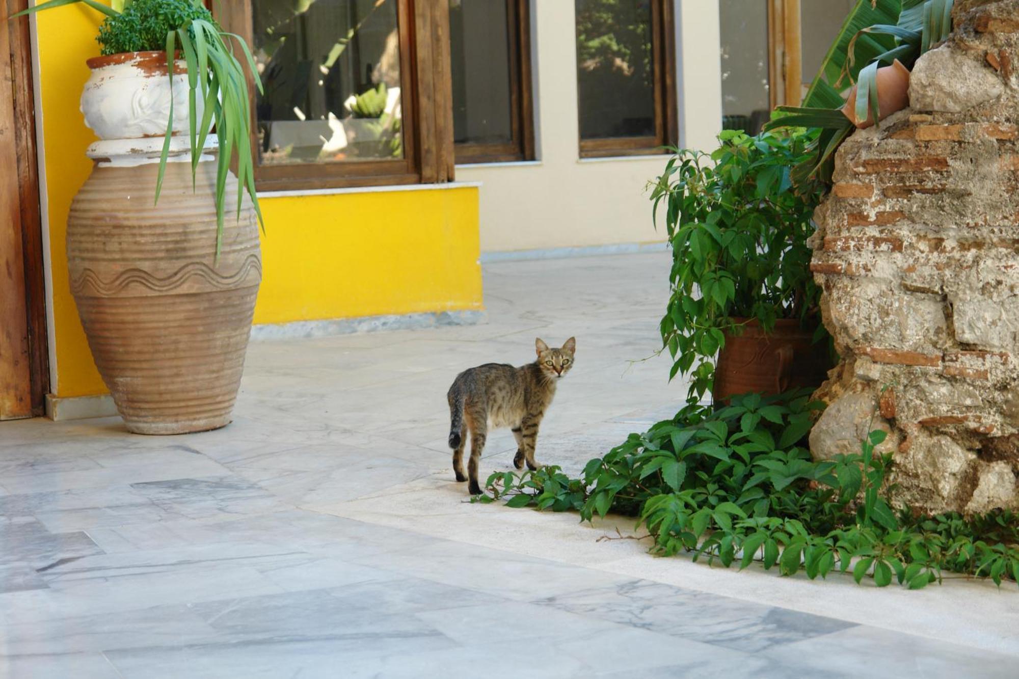 Verdelis Inn Epidaurus Luaran gambar